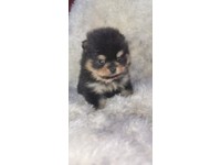 teacup pomeranian for sale gumtree